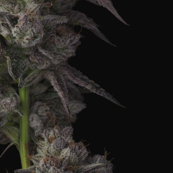 Khalifa Mints by Compound Genetics - Unmatched Flavor