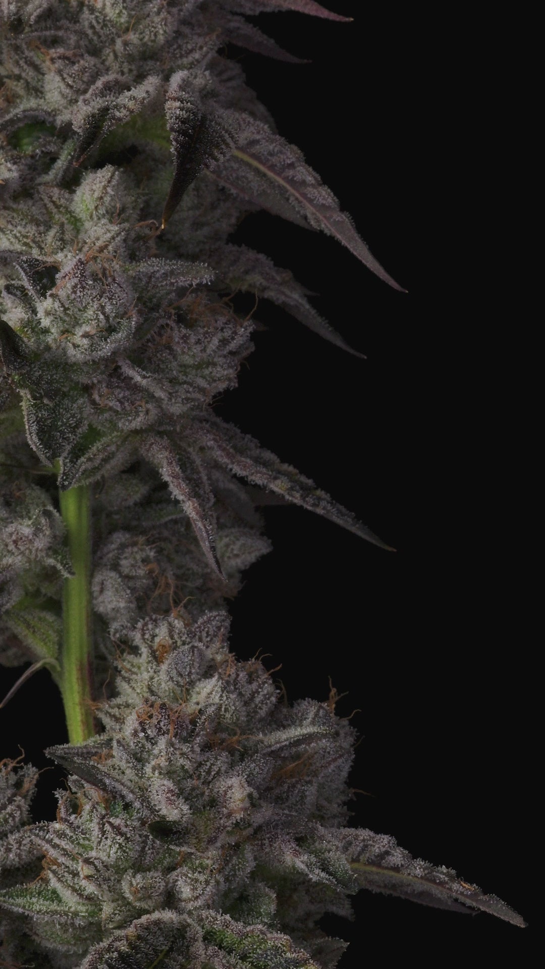 Khalifa Mints by Compound Genetics - Unmatched Flavor