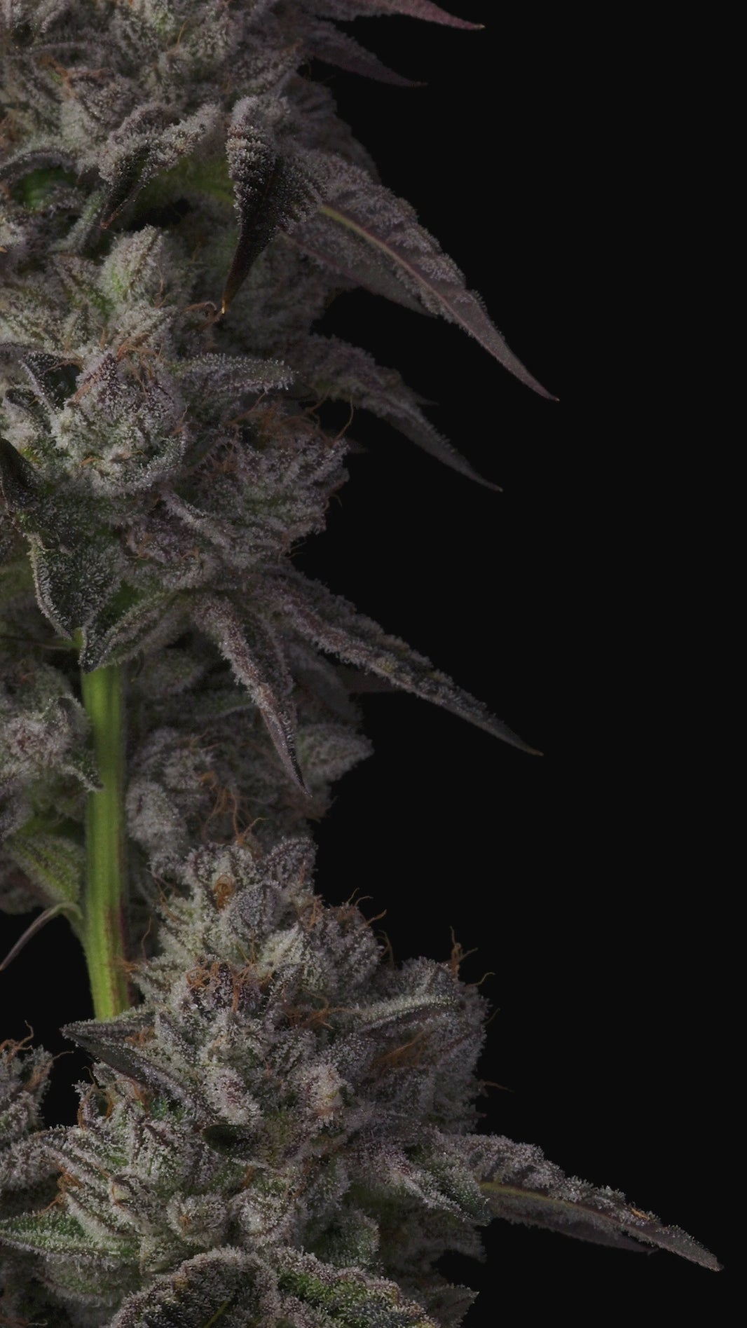 Khalifa Mints by Compound Genetics - Unmatched Flavor
