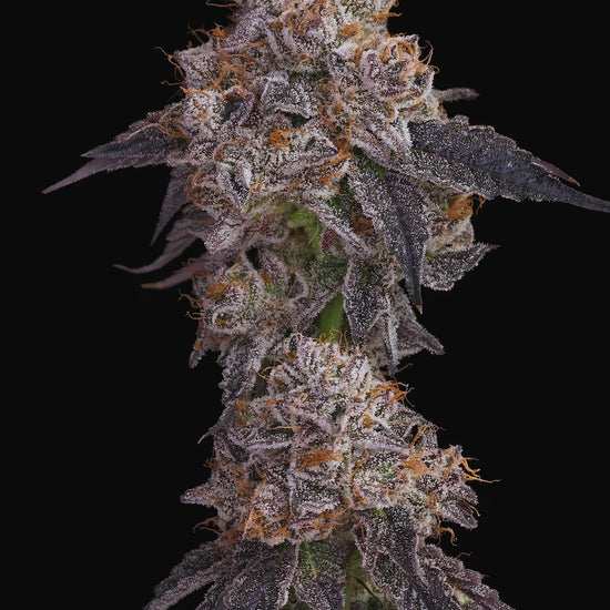 Jealousy (Tikki’s Cut) Strain - Sherbert Bx1 & Gelato 41