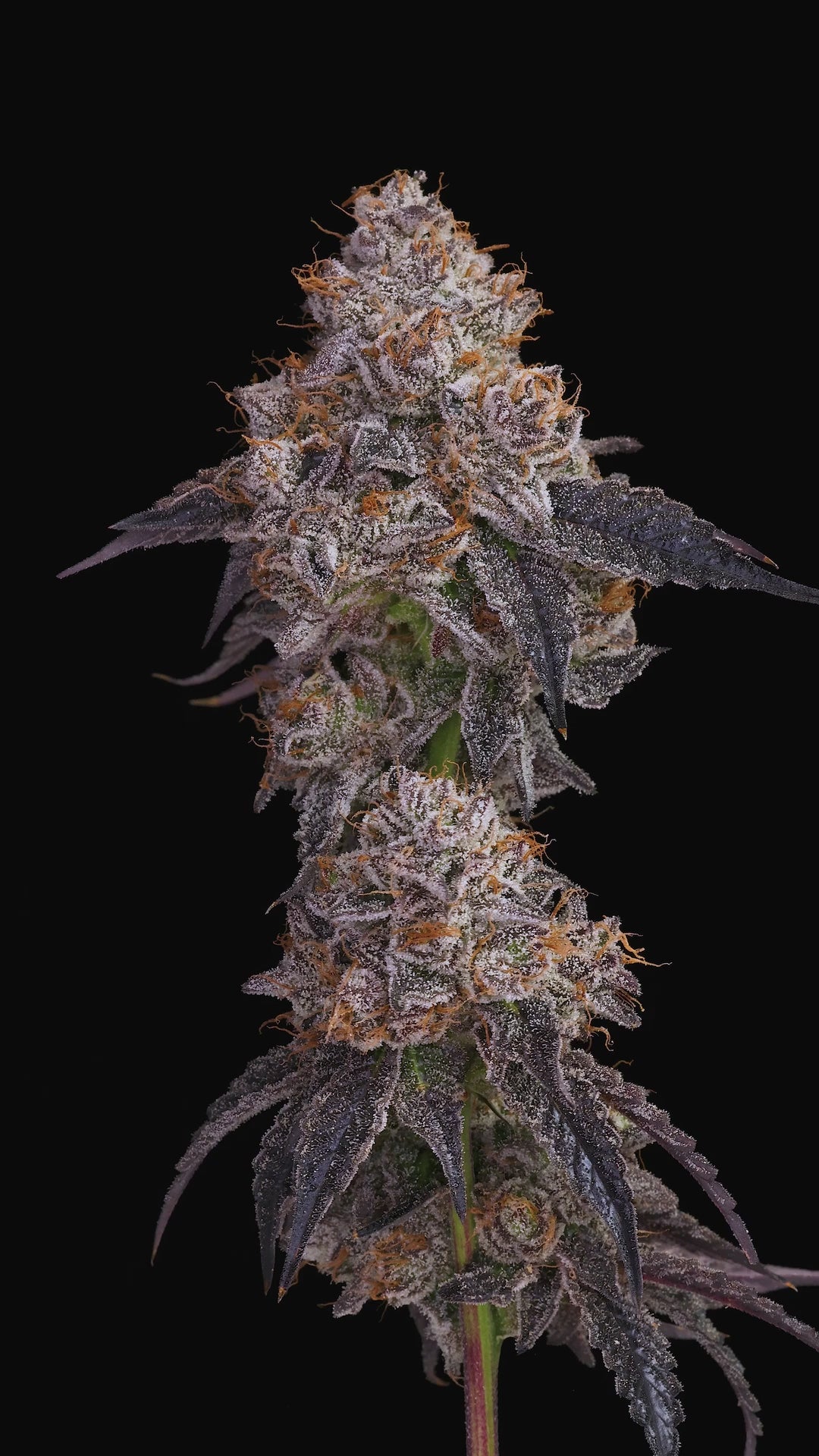 Jealousy (Tikki’s Cut) Strain - Sherbert Bx1 & Gelato 41