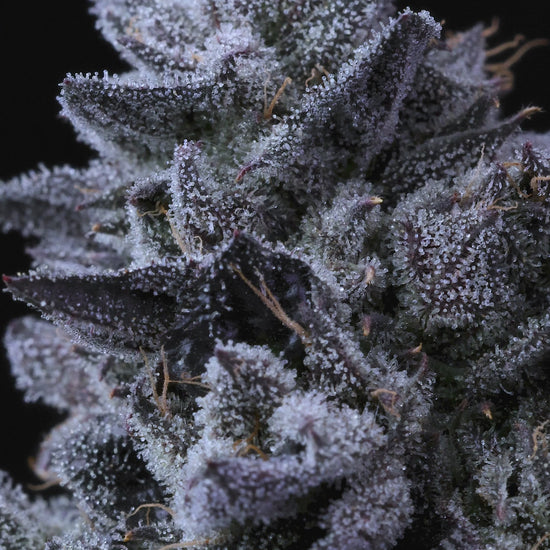 Cap Junky (Capulator and Seed Junky Genetics)