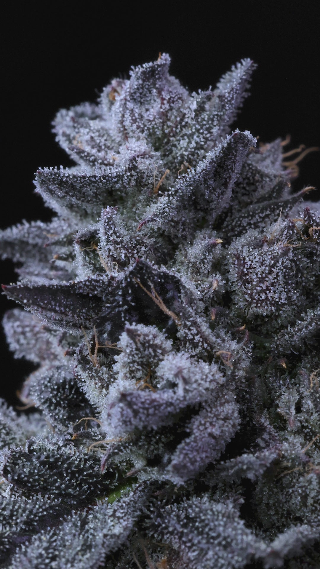 Cap Junky (Capulator and Seed Junky Genetics)