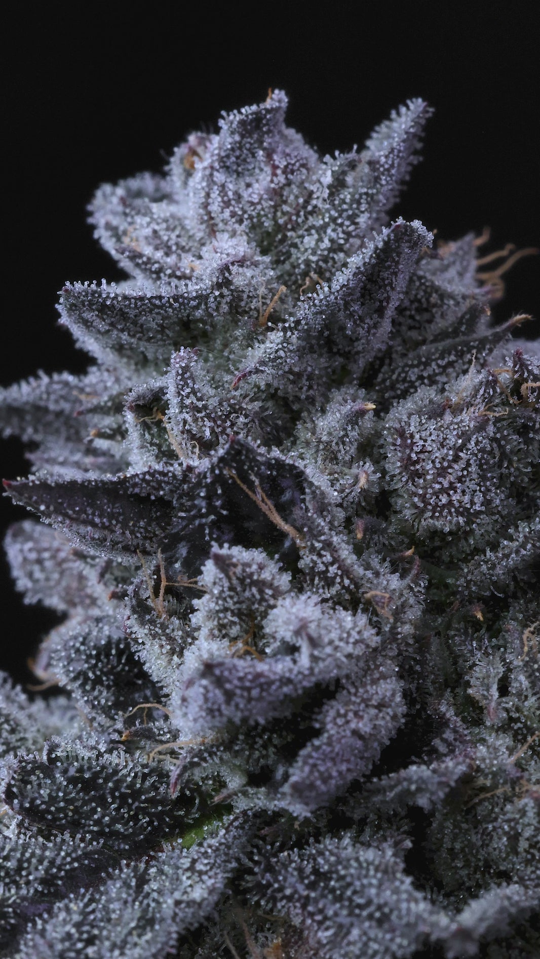 Cap Junky (Capulator and Seed Junky Genetics)