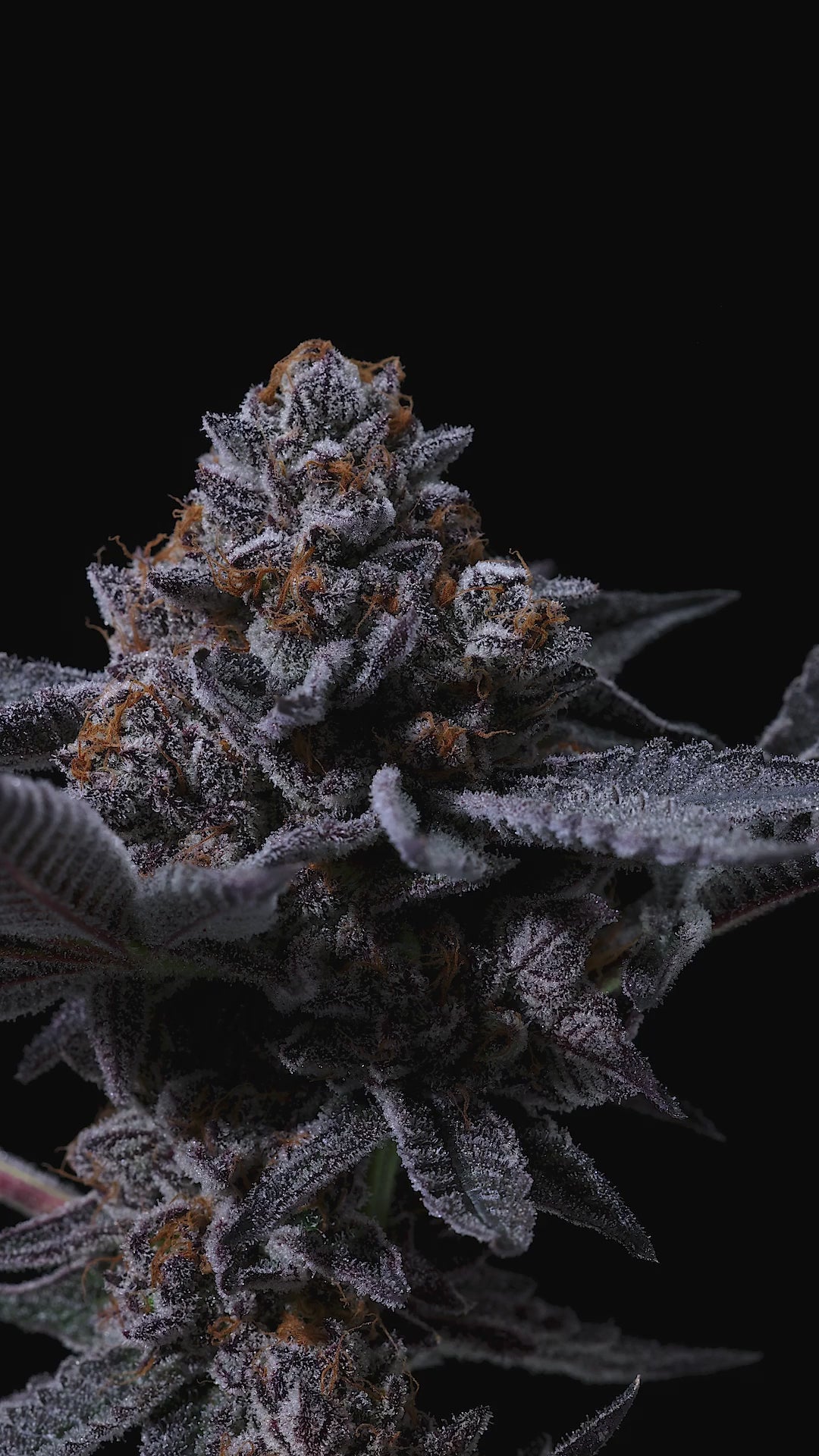 Jealousy (Tikki’s Cut) Strain - Sherbert Bx1 & Gelato 41