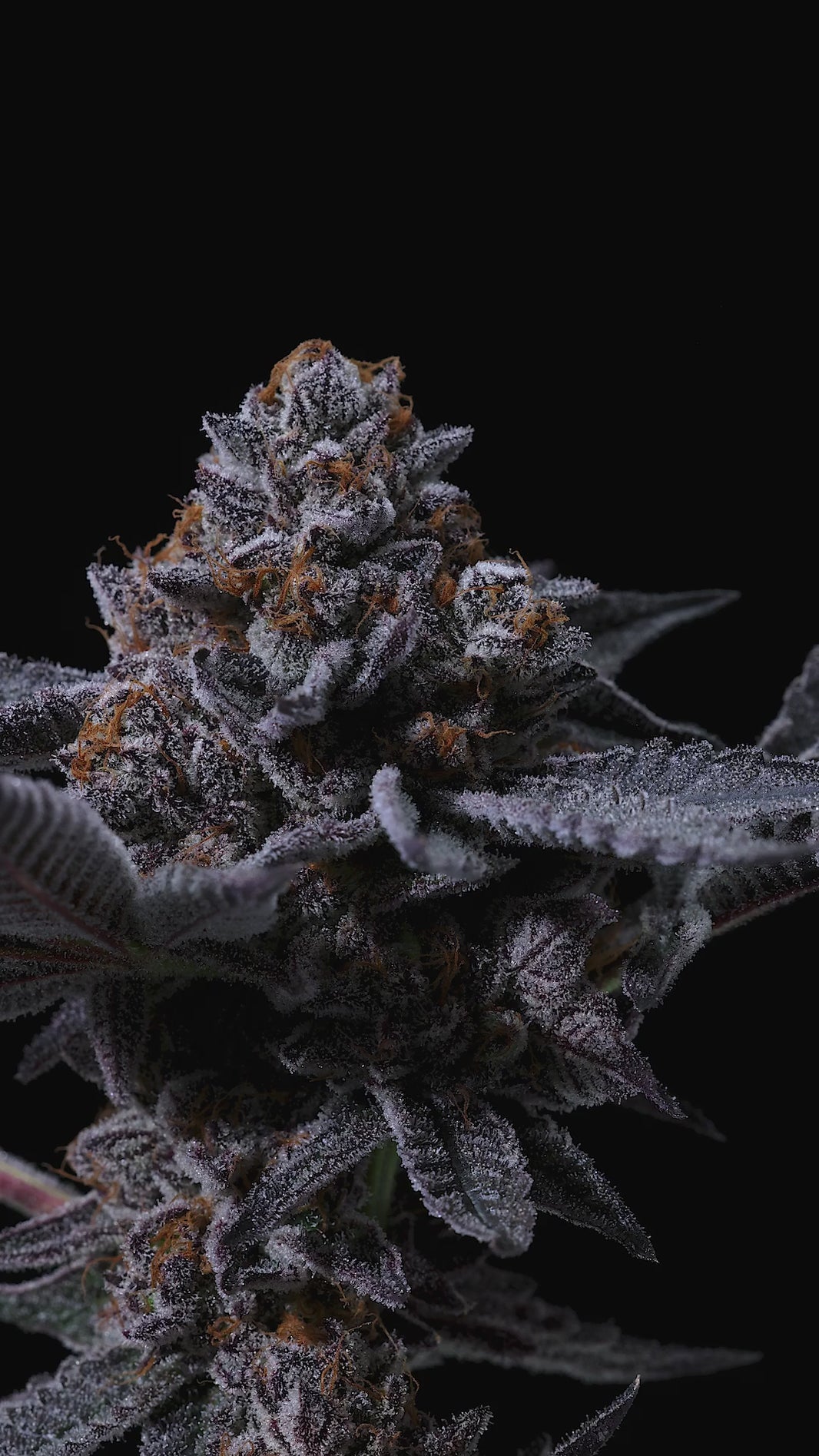 Jealousy (Tikki’s Cut) Strain - Sherbert Bx1 & Gelato 41
