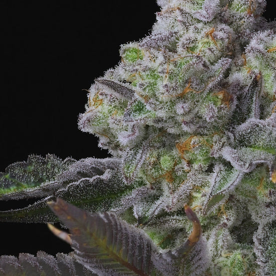 White Truffle Strain - BeLeaf's | Balance of Mind and Body