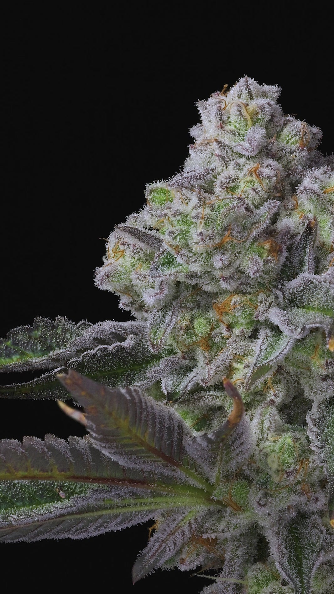 White Truffle Strain - BeLeaf's | Balance of Mind and Body