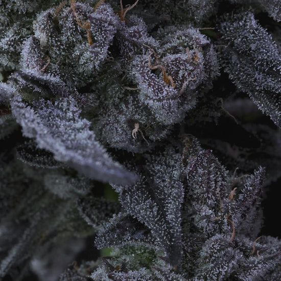 Cap Junky (Capulator and Seed Junky Genetics)
