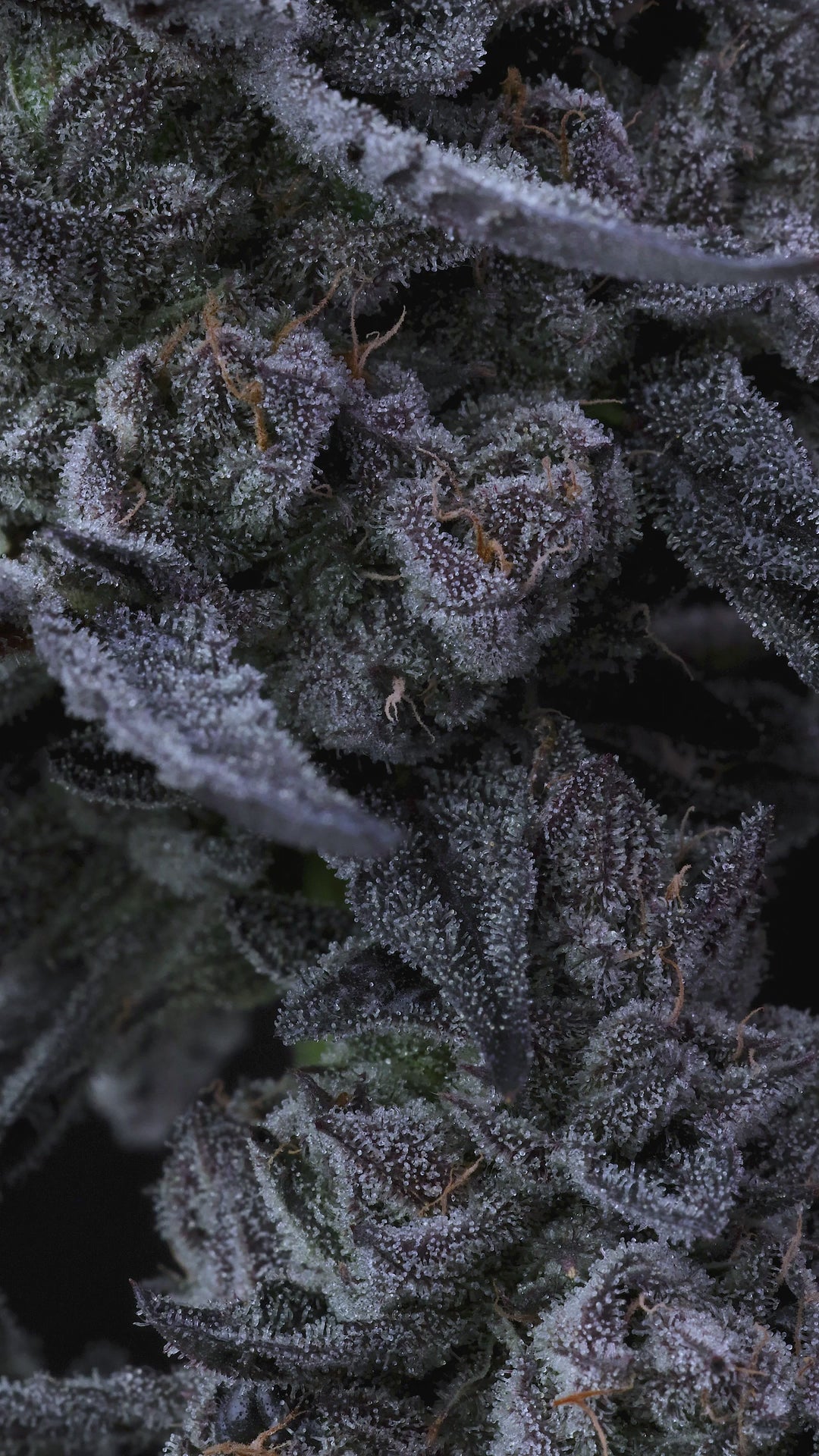 Cap Junky (Capulator and Seed Junky Genetics)
