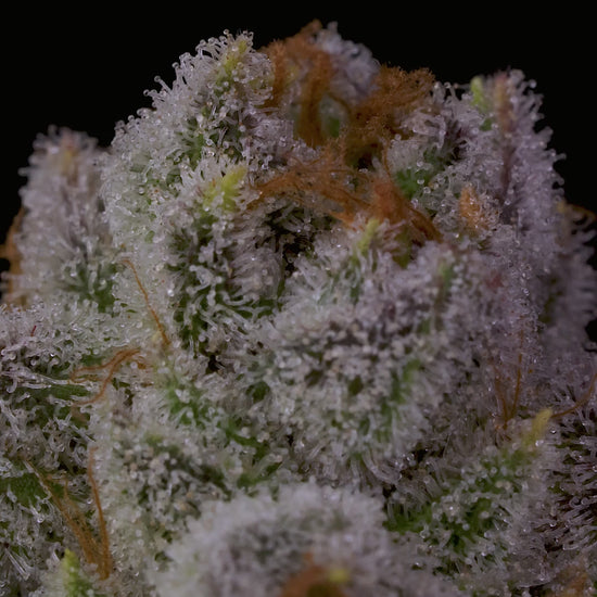 White Truffle Strain - BeLeaf's | Balance of Mind and Body