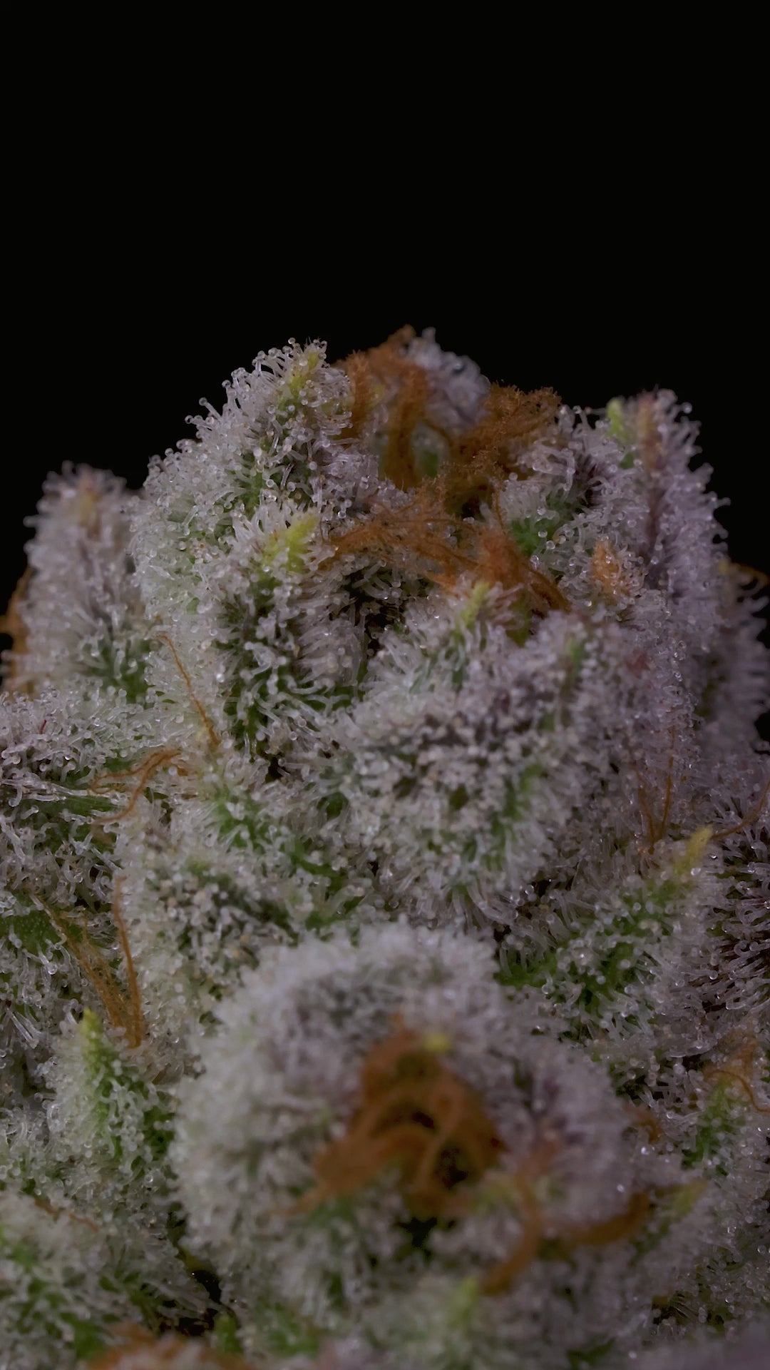 White Truffle Strain - BeLeaf's | Balance of Mind and Body