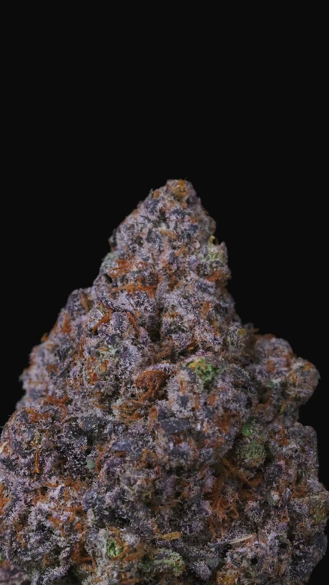 Lemonatti by Connected Co | Biscotti Cannabis Strains