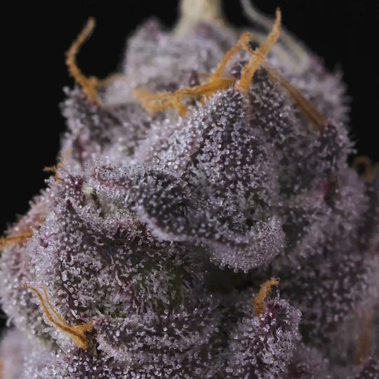 Lemonatti by Connected Co | Biscotti Cannabis Strains