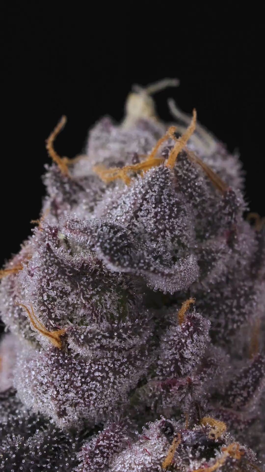 Lemonatti by Connected Co | Biscotti Cannabis Strains